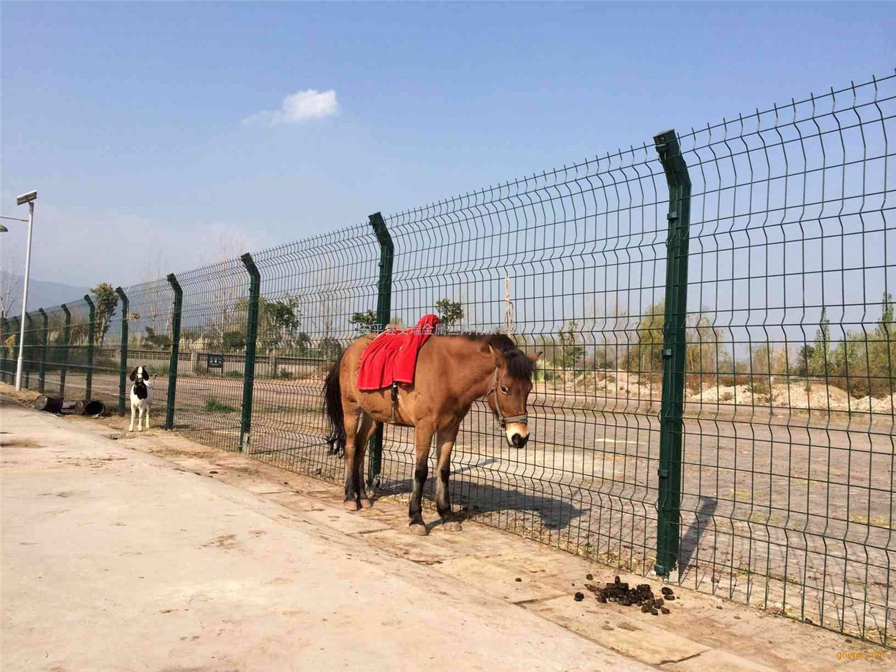 ברידינג פּלויט (1)